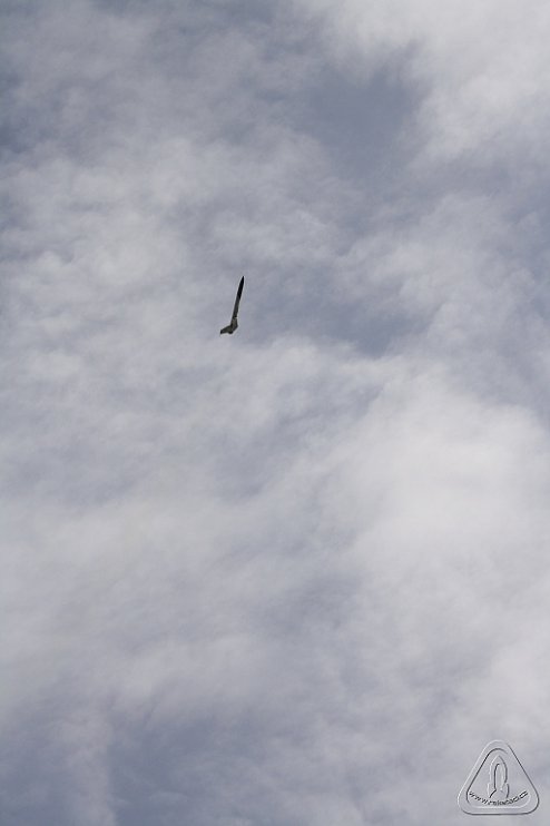 2013 Svojek Mirek Topinka